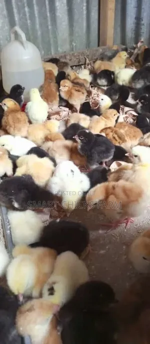 3days Old Chicks