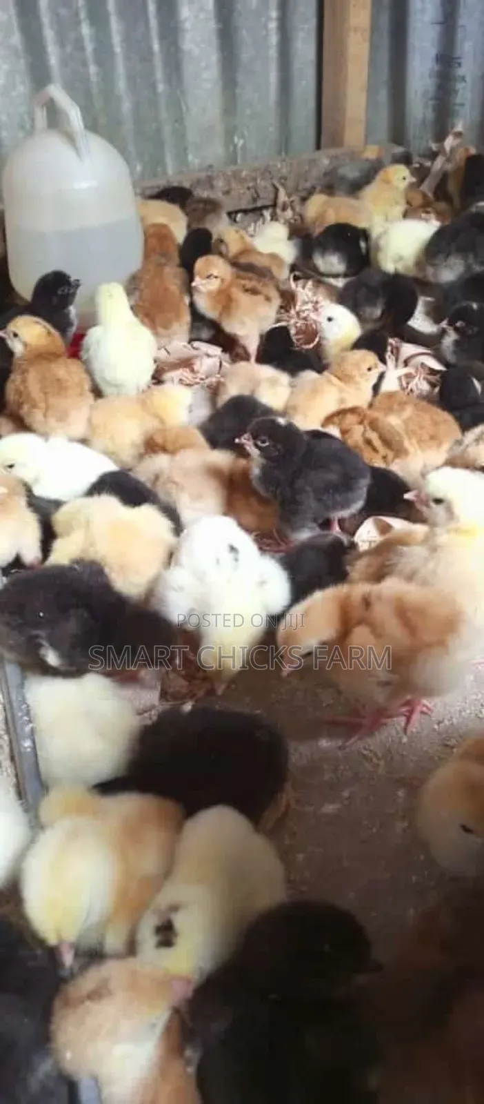 3days Old Chicks