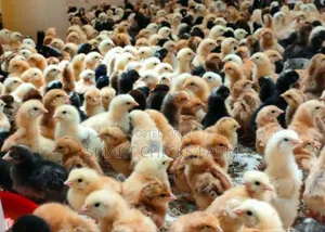3days Old Chicks