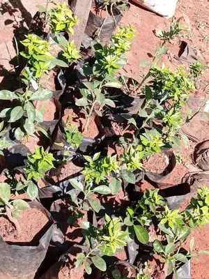 Finger Lime