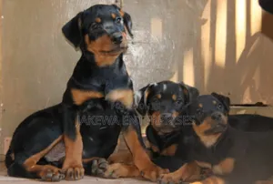 1-3 months Male Purebred Rottweiler