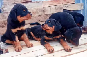 1-3 months Male Purebred Rottweiler
