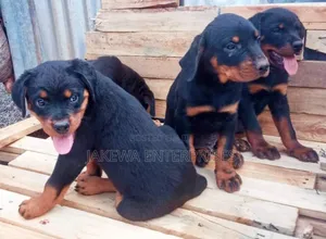 1-3 months Male Purebred Rottweiler