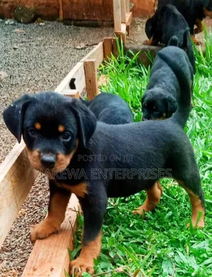 1-3 months Female Purebred Rottweiler