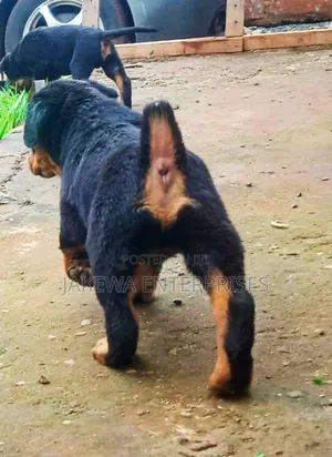 1-3 months Female Purebred Rottweiler