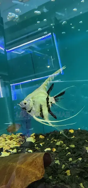Angell Fish