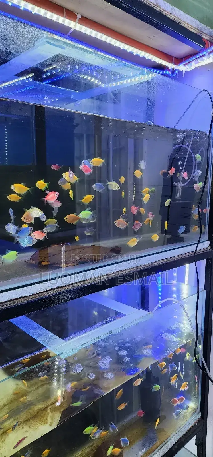 Glow in Dark Tetras