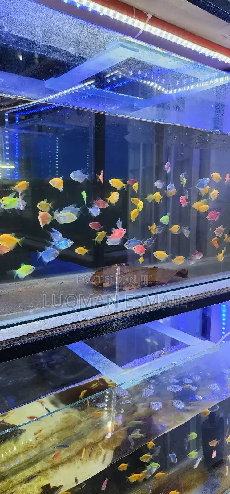 Glow in Dark Tetras