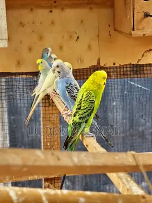 Normal Budgies.