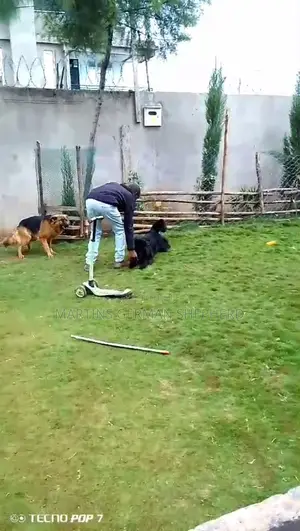 Martin's Dog Training Co.