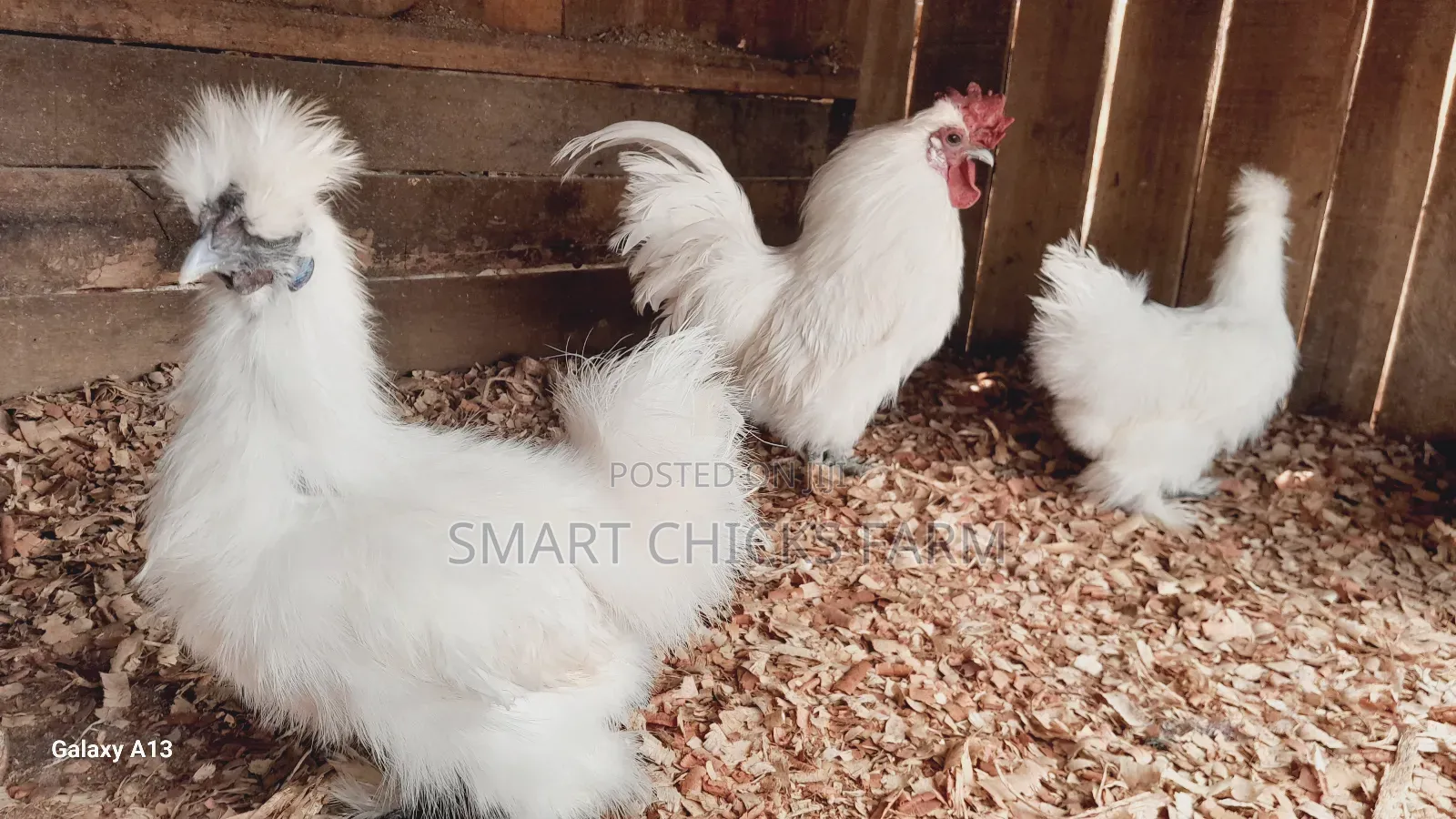 Mature Silkies