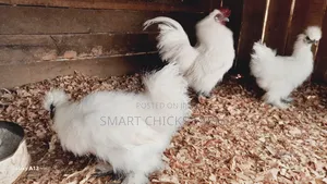 Mature Silkies