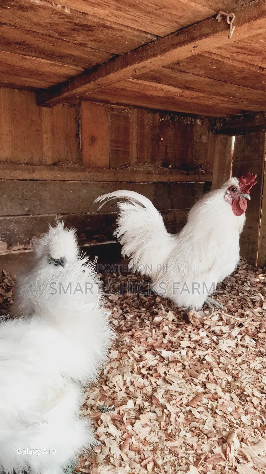 Mature Silkies
