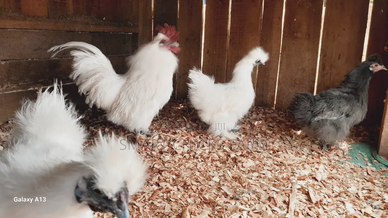 Mature Silkies