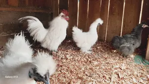 Mature Silkies