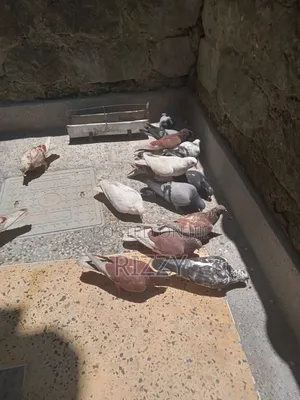 Aesthetic Home Pigeons for Sale