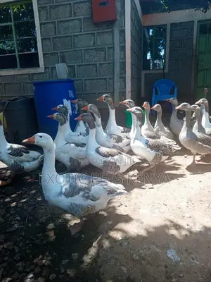 Mature Geese for Sale