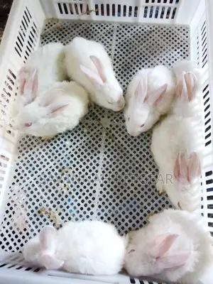 California White, New Zealand White Rabbits - 2 Months Old