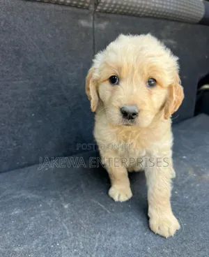 1-3 months Male Purebred Golden Retriever