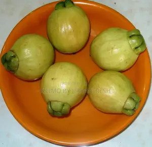 Rose Apple Seedlings