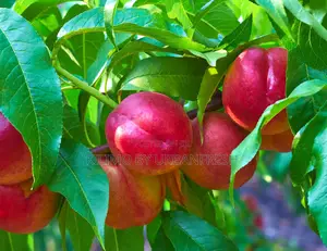Nectarines Fruit Seedlings