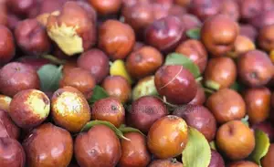 Jujube ( Chinese / Red Dates ) Seedlings