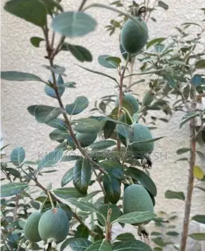 Pineapple Guava Seedlings