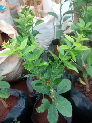 Finger Lime