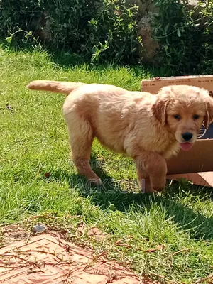 1-3 months Male Purebred golden retriever