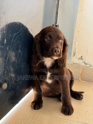 1-3 months Male Purebred English Cocker Spaniel