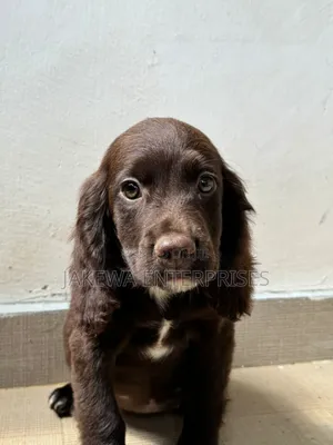 1-3 months Female Purebred English Cocker Spaniel