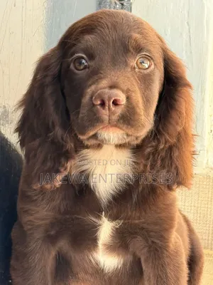 1-3 months Female Purebred English Cocker Spaniel