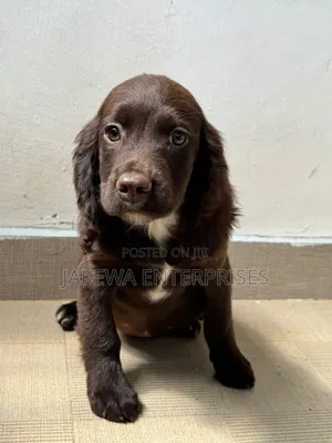 1-3 months Male Purebred English Cocker Spaniel