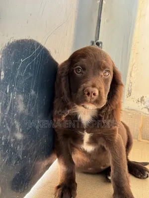 1-3 months Female Purebred English Cocker Spaniel