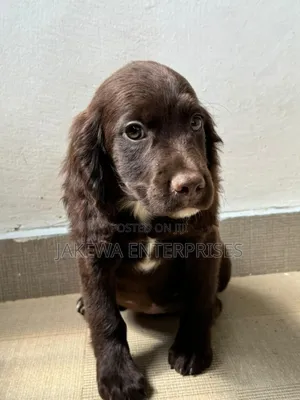 1-3 months Male Purebred English Cocker Spaniel
