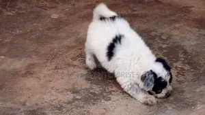 1-3 months Male Purebred Havanese
