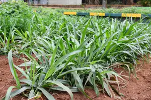 BRACHIARIA HYBRID GRASS - 1 Kg