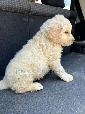 1-3 months Female Purebred Golden Retriever