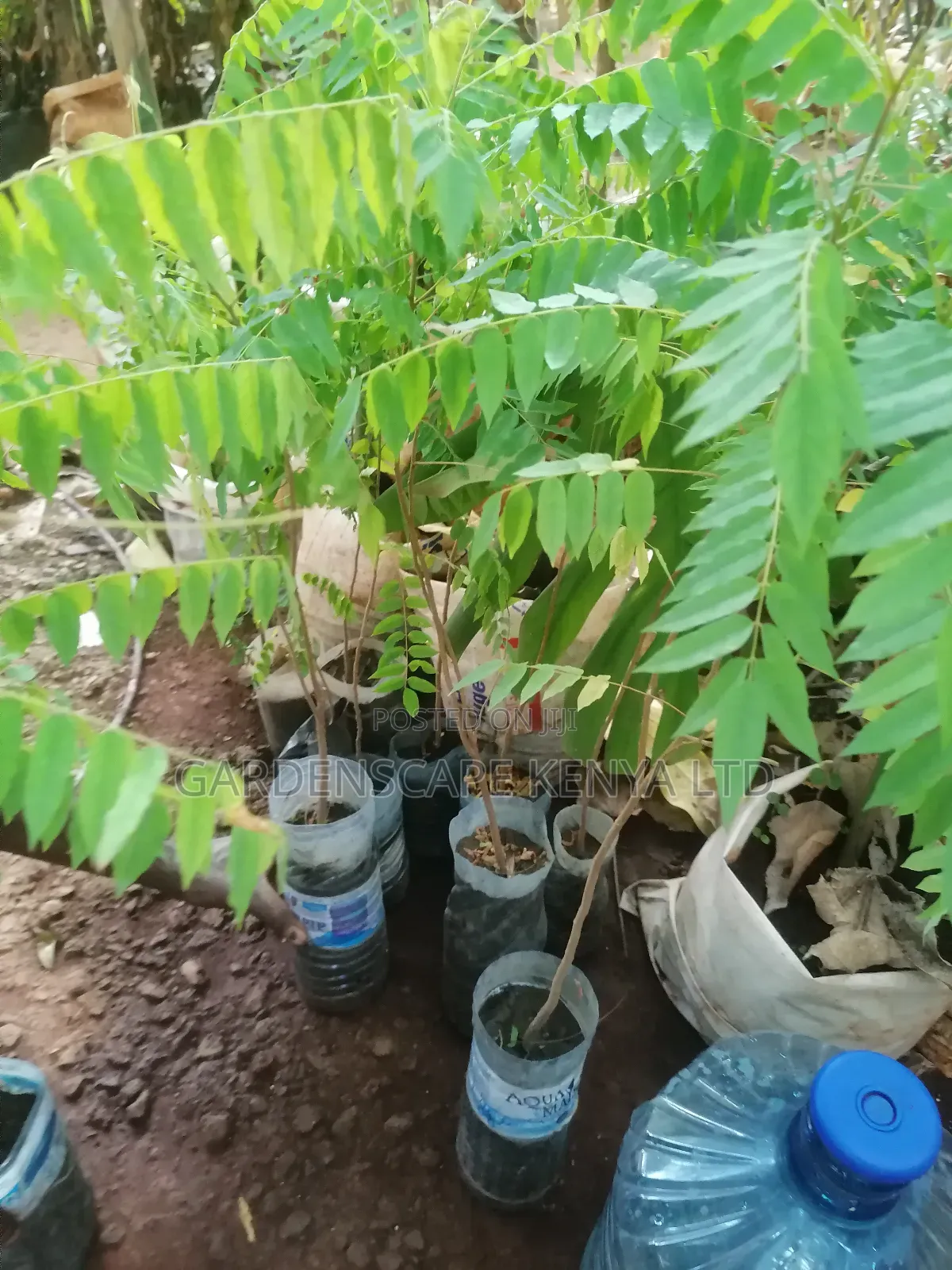 Star Fruit Seedlings
