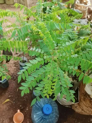 Star Fruit Seedlings