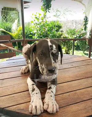 1-3 months Male Purebred Great Dane