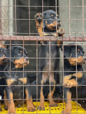 1-3 months Male Purebred Rottweiler