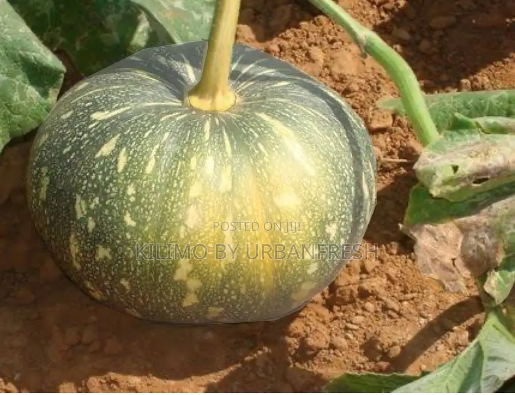 Pumpkin Seeds For Planting 25g.