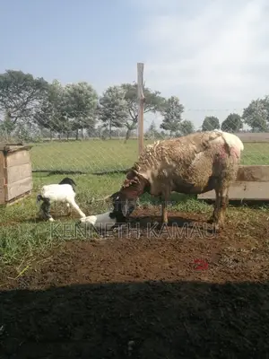 Dorper,Menengai Eco Ranch Farms