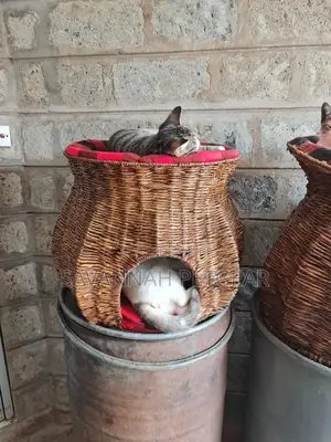 Round Cat Kitten House With a Cave