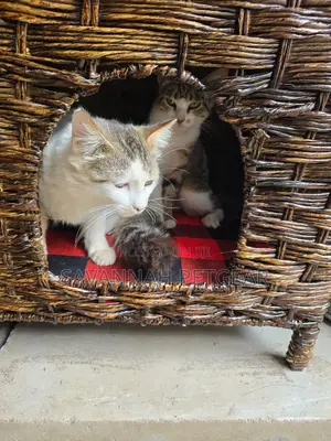 Customized Cat House With Cave - Small Size