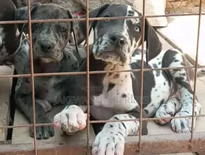 1-3 months Male Purebred Great Dane