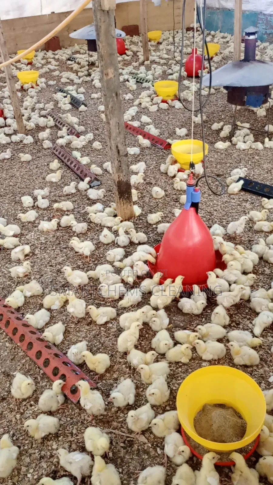 Broiler Programmed Chicken