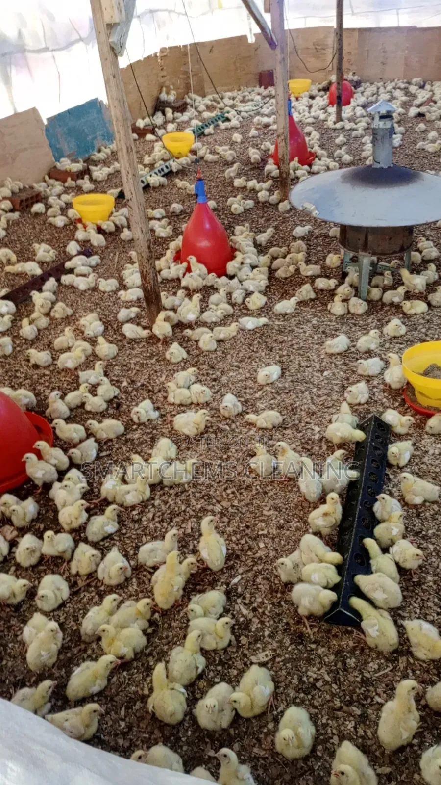 Broiler Programmed Chicken