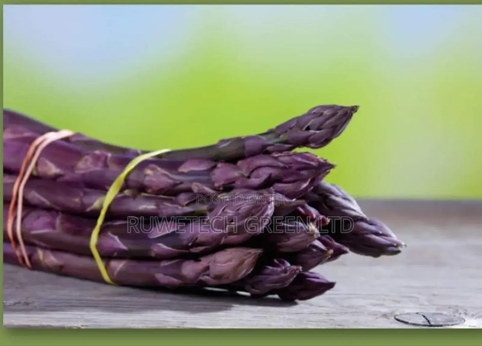 Purple Asparagus Seeds
